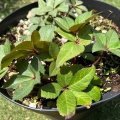 クリスマスローズ 園芸花植物ガーデニング