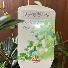 ペペロミア　テプオラータの画像