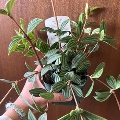 ペペロミア　テプオラータの画像