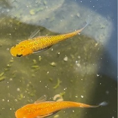 高級メダカ１０匹まとめて