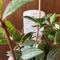 ペペロミア　テプオラータの画像