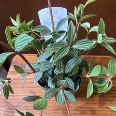 ペペロミア　テプオラータの画像