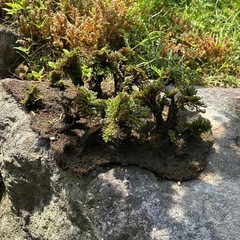 岩ゴケ　