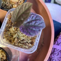 ピベル２種類　➕ベゴニア3種類➕エスピシア の画像
