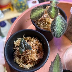 ピベル２種類　➕ベゴニア3種類➕エスピシア の画像