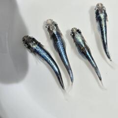 めだか　絶賛産卵中　種親　2ペア
