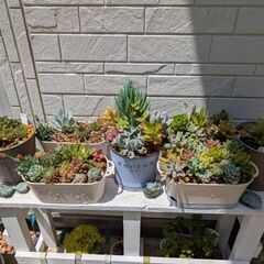 多肉植物全て♪