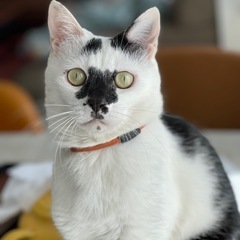 【3本足の迷い猫】探しています‼︎