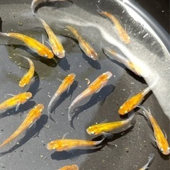 メダカ　楊貴妃斑　19匹(取引中)の画像
