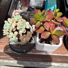 多肉植物の画像