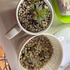 多肉植物