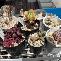 多肉植物の画像