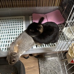 うさぎカップル2匹