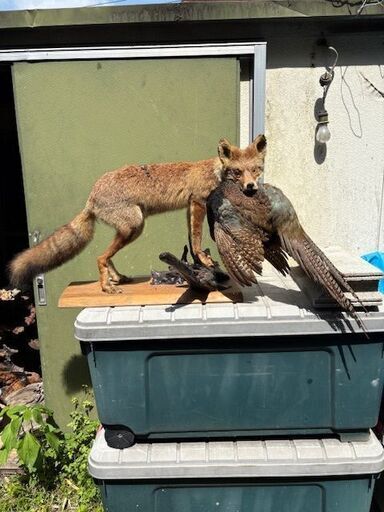 引き取り限定☆キツネの剥製