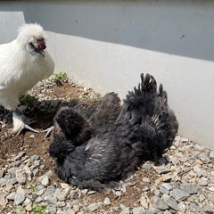 黒烏骨鶏の有精卵
