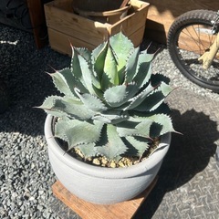 アガベ　吉祥天　ポタトルム　雷神　観葉植物　多肉植物の画像