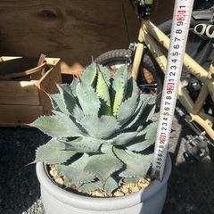 アガベ　吉祥天　ポタトルム　雷神　観葉植物　多肉植物の画像