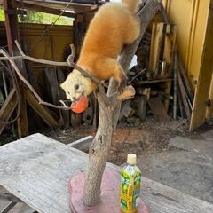 テン　剥製