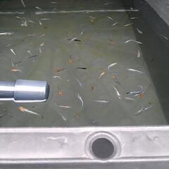 めだか辞める品種いろいろ