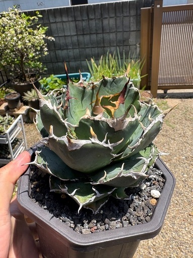 アガベ　植物　白鯨