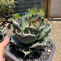 アガベ　植物　白鯨　