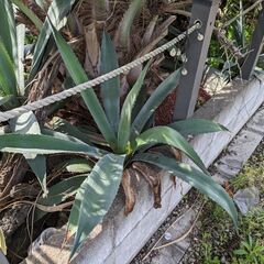 アガベ　リュウゼツラン