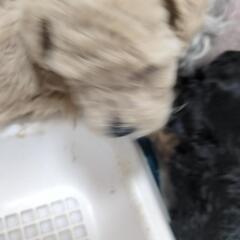 トイプードル