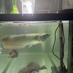 魚2匹明日までSALE早物勝ち
