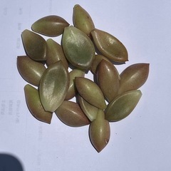 多肉植物　葉挿し　20枚