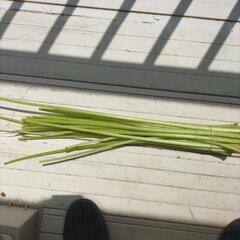 蕗