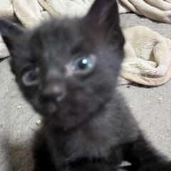 3月１７日生まれの元気な赤ちゃん５匹♥