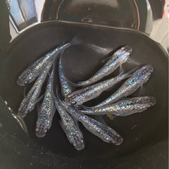 サファイア💎　10匹　メダカ　めだかの画像