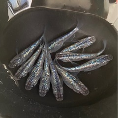 サファイア💎　10匹　メダカ　めだかの画像
