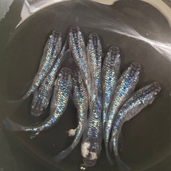 サファイア💎　10匹　メダカ　めだかの画像