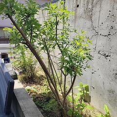 セイヨウニンジンボク　西洋人参木　の画像