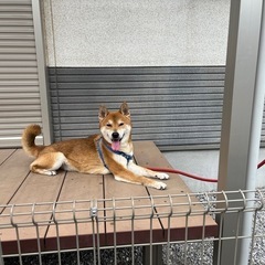 ☀️南向き三方角地で陽当たり👍日向ぼっこ大好きな🐕も大満足❗️南柏🚶14分の築浅🏡広々４ＬＤＫ内見予約受付中‼️ − 千葉県