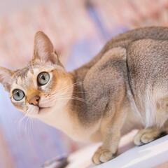 🙏猫餌、猫砂、猫関係の物なら何でも💦