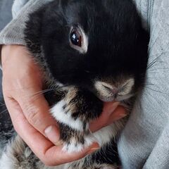 里親募集（うさぎ、ネザーランドドワーフ）
