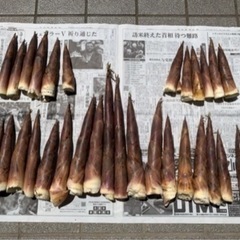 たけのこ(古参竹)⭐︎30本