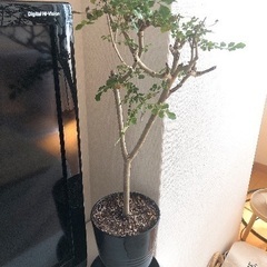 シマトネリコ