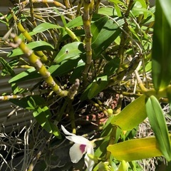 蘭　切り枝　デンドロビウム？ 