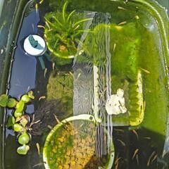 メダカ差し上げます🐟