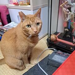 堺区竜神橋界隈で