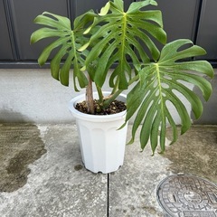 モンステラ　鉢ごと　ヒメモンステラ　観葉植物　