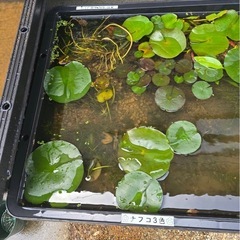 睡蓮の画像