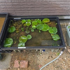 睡蓮の画像