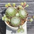 ランキングキーワードに紐づく投稿画像-多肉植物