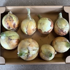 新玉ねぎ【野菜
】
