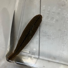 ネッタイチスイビルCBインドネシア産２匹の画像