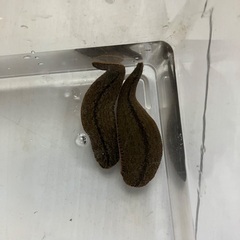 ネッタイチスイビルCBインドネシア産２匹の画像